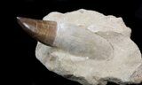 Top Quality Rooted Mosasaur Tooth #34271-1